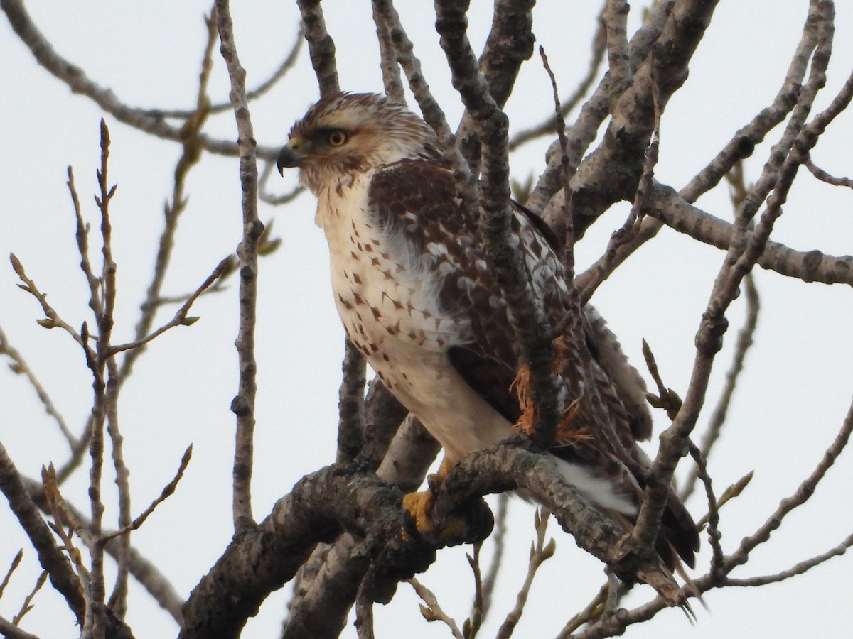 Red-tailed Hawk - ML617589667