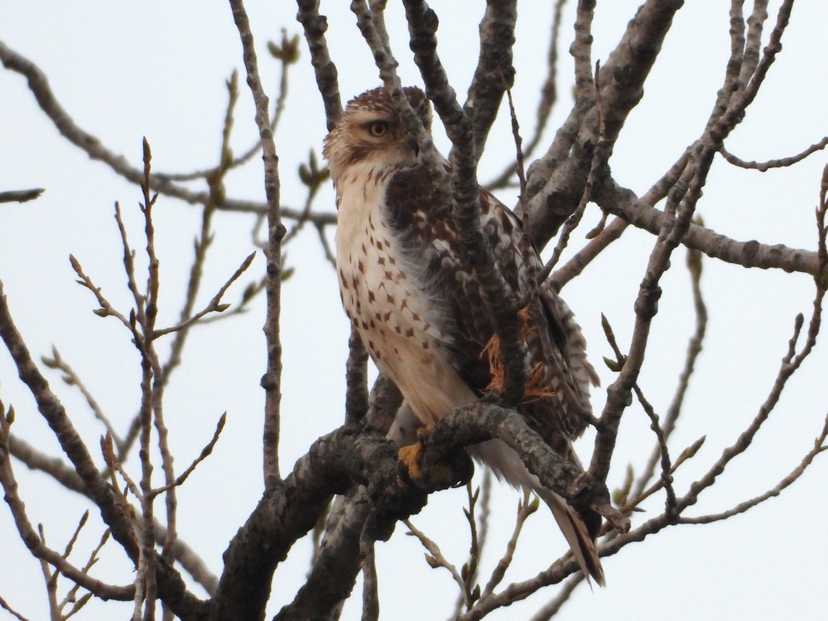 Red-tailed Hawk - ML617589669