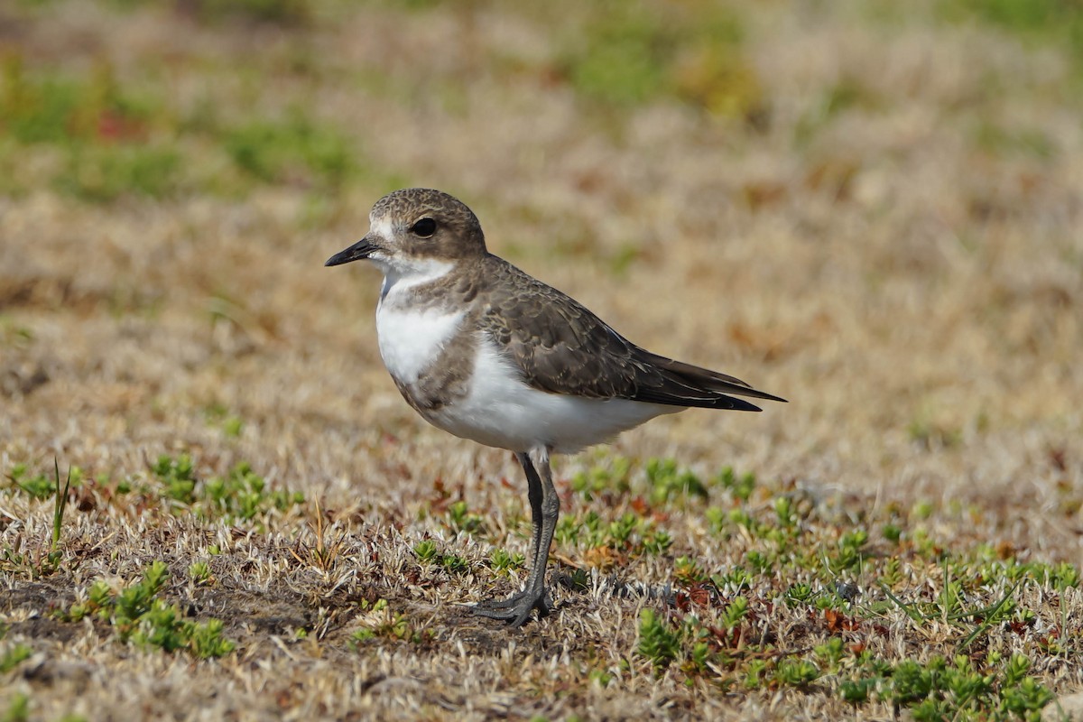 Two-banded Plover - ML617589681