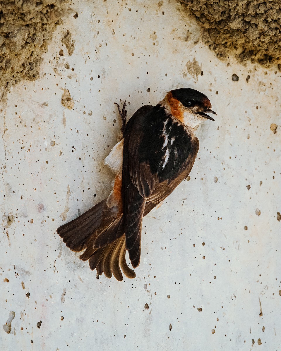 Chestnut-collared Swallow - ML617589699