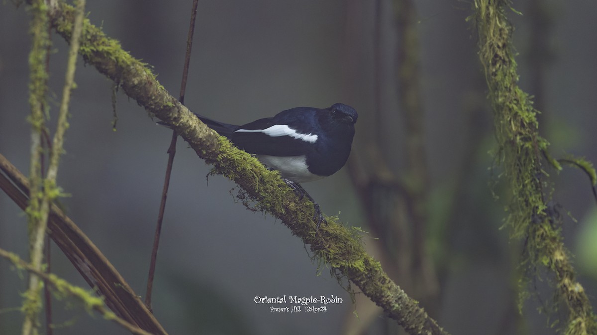 Oriental Magpie-Robin - ML617589728