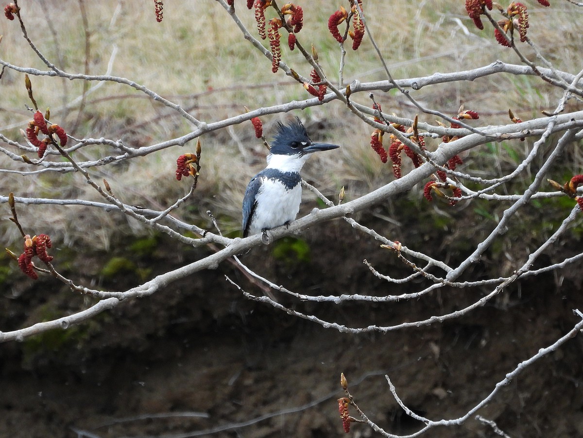 Belted Kingfisher - ML617589775