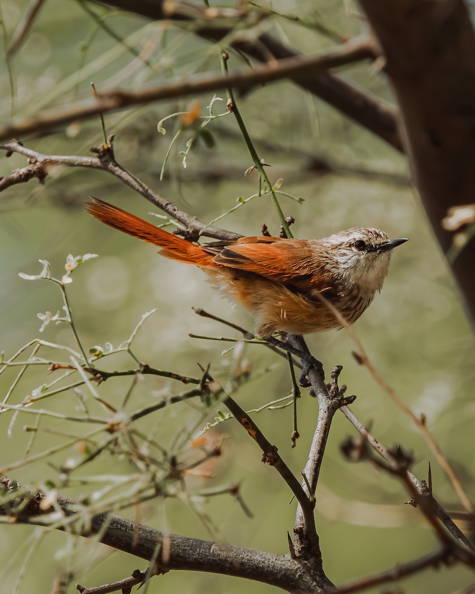 Necklaced Spinetail - ML617589827