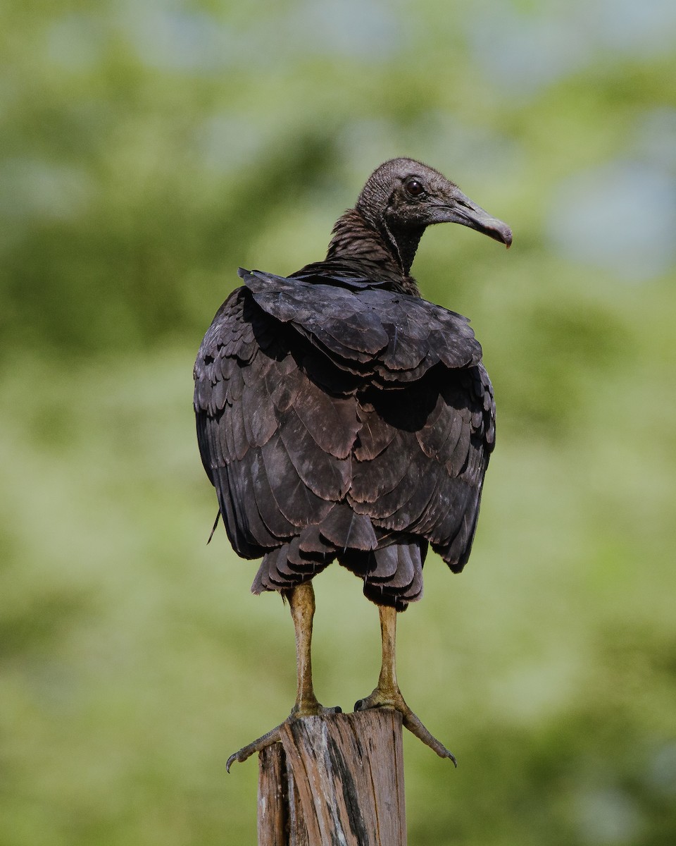 Black Vulture - Alexander Hugo Alvia Vilchez