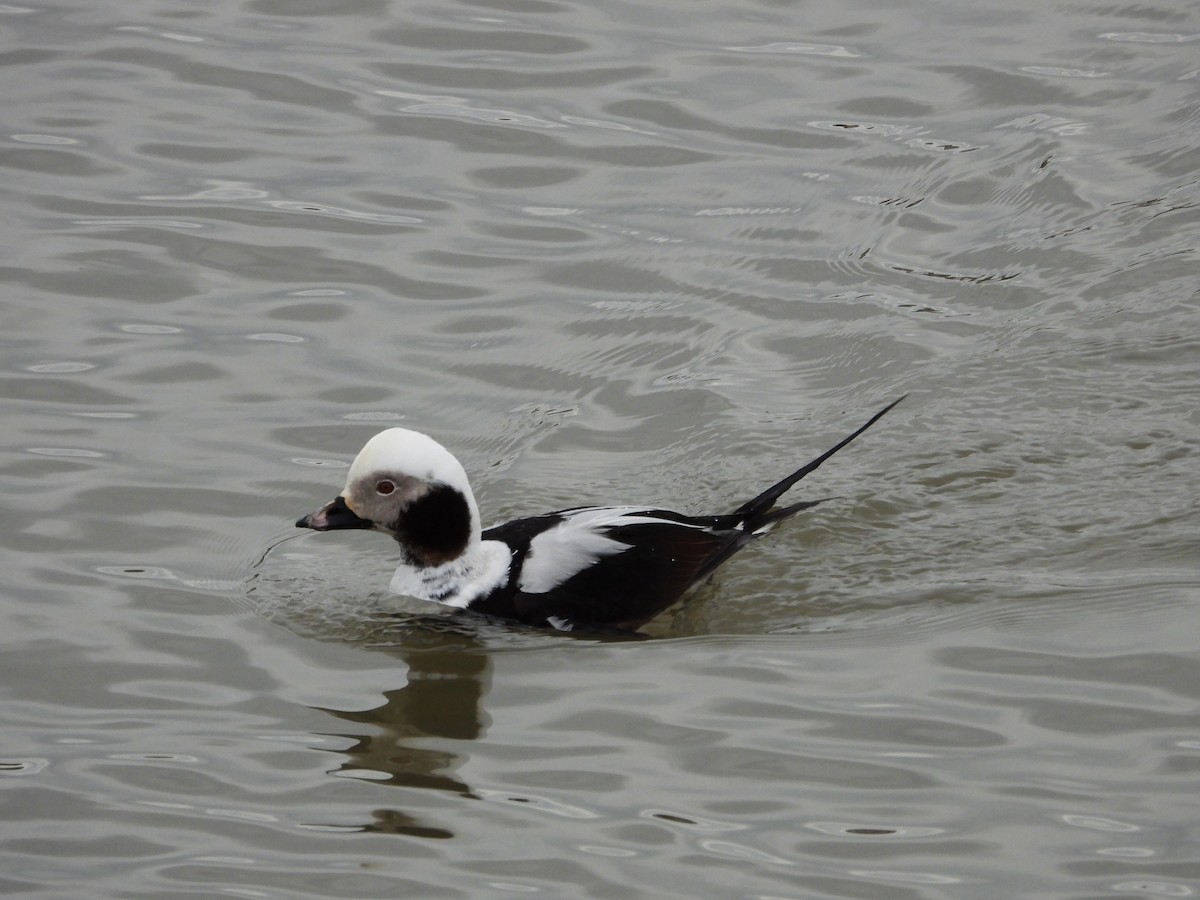 Long-tailed Duck - ML617589874