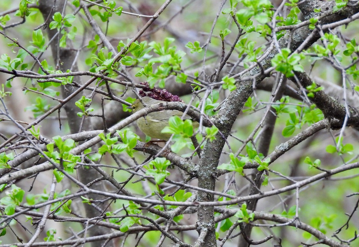 Orange-crowned Warbler - ML617589912