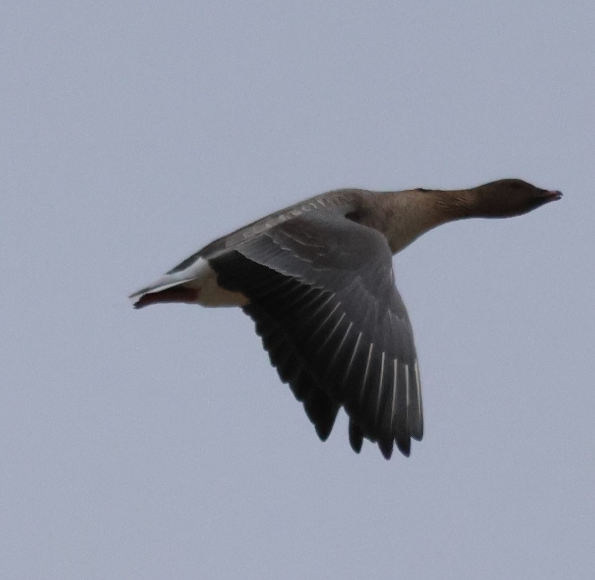 Pink-footed Goose - ML617589918