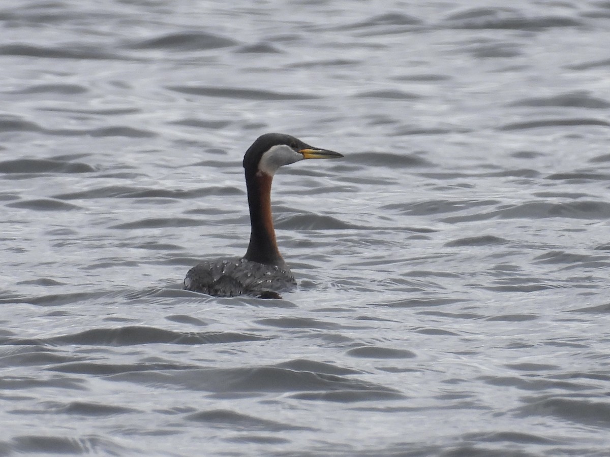 Red-necked Grebe - ML617589925