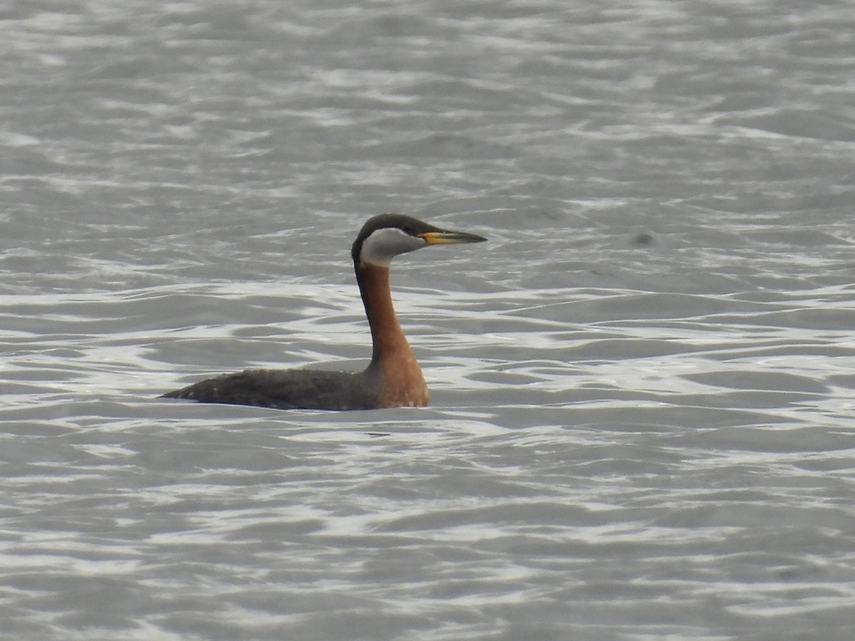 Red-necked Grebe - ML617589926