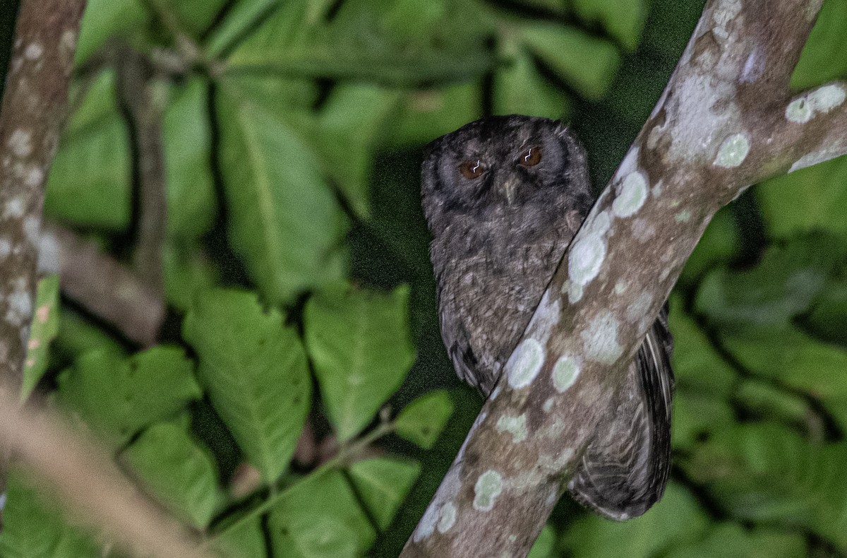 Tawny-bellied Screech-Owl - ML617589947