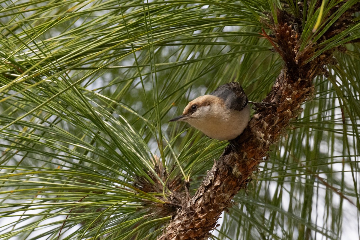 Brown-headed Nuthatch - ML617589957