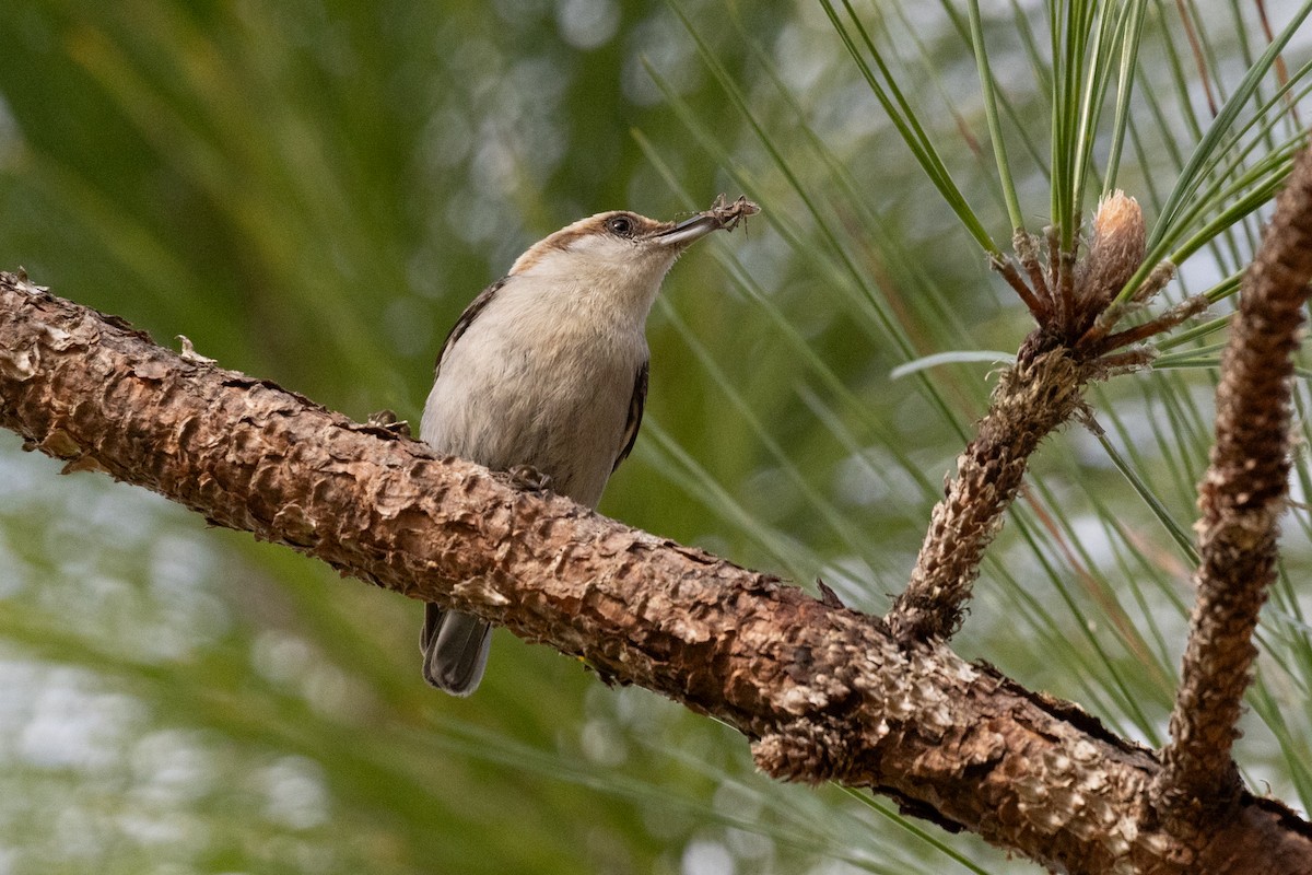 Brown-headed Nuthatch - ML617590004