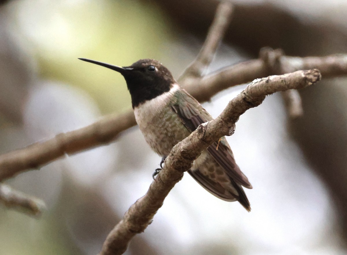 Black-chinned Hummingbird - ML617590014