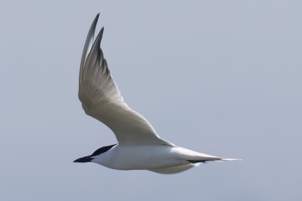 Gull-billed Tern - Ted Keyel