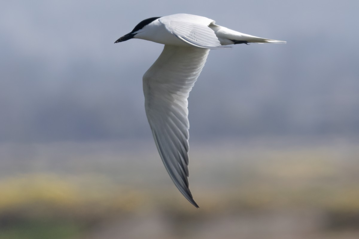 Gull-billed Tern - ML617590069