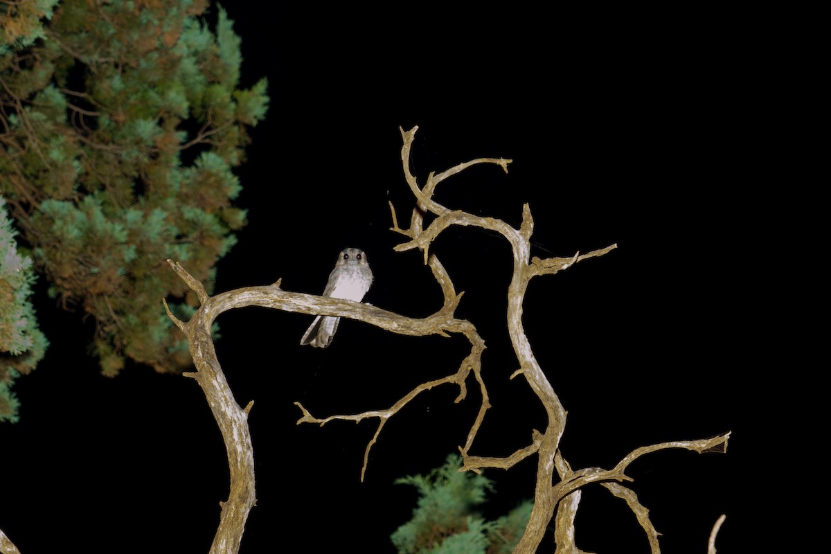 Australian Owlet-nightjar - ML617590114