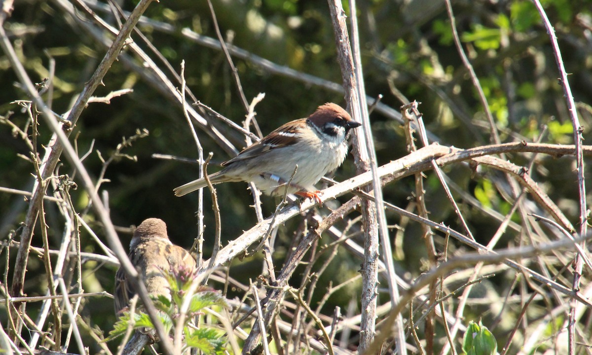 Eurasian Tree Sparrow - Andrew Cauldwell