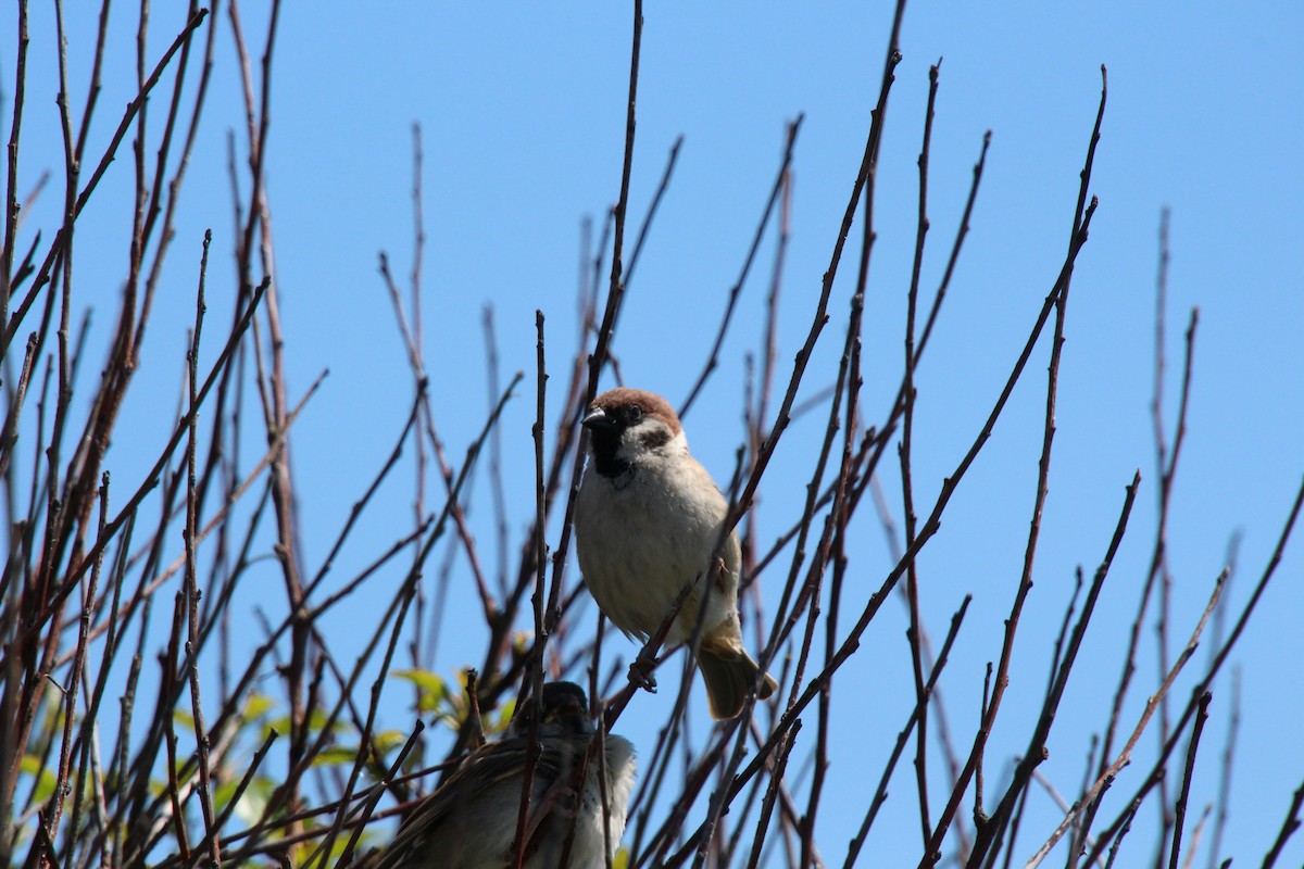 Eurasian Tree Sparrow - ML617590116
