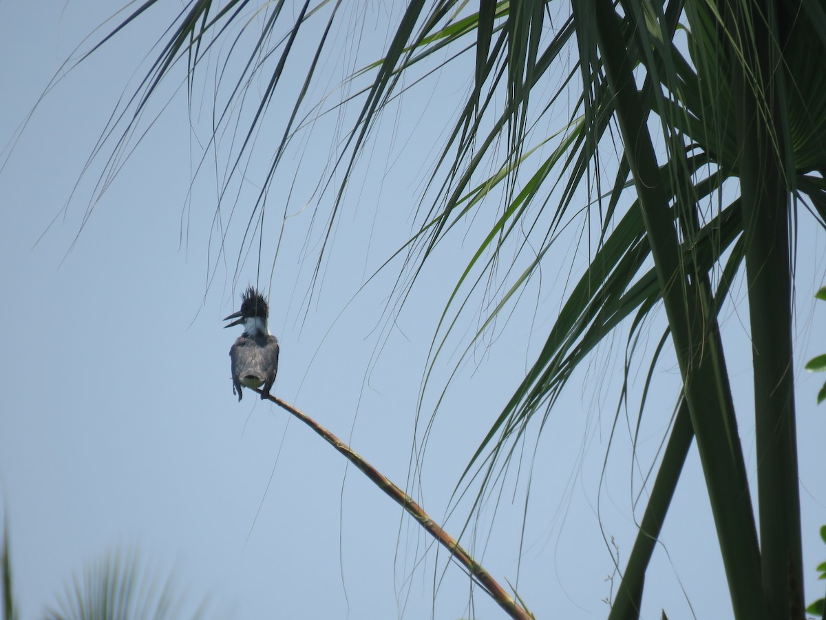 Belted Kingfisher - ML617590131