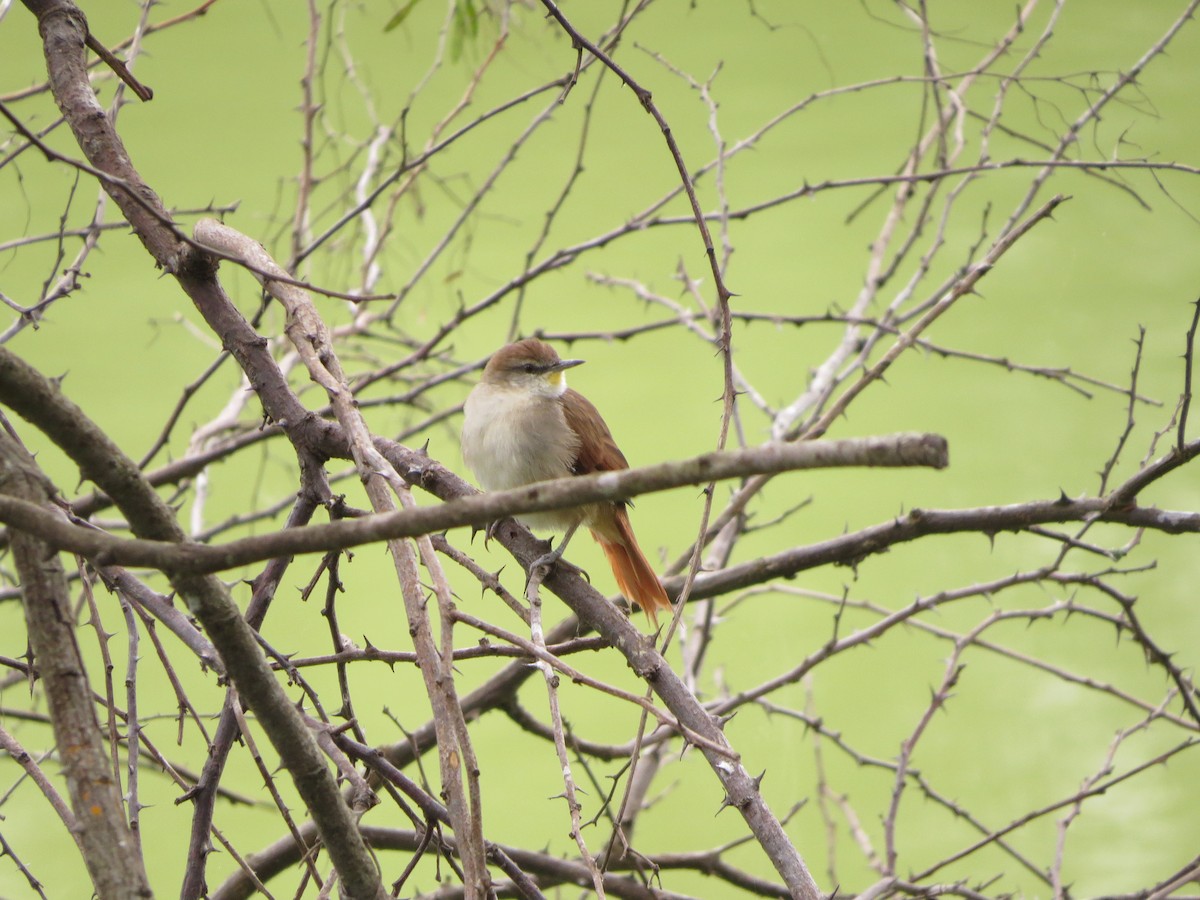 Yellow-chinned Spinetail - ML617590141