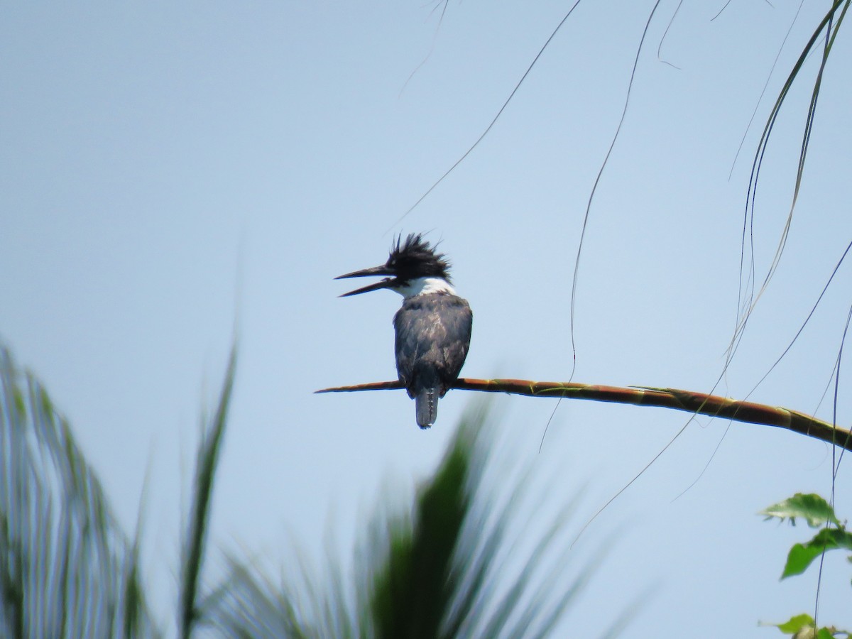 Belted Kingfisher - ML617590150