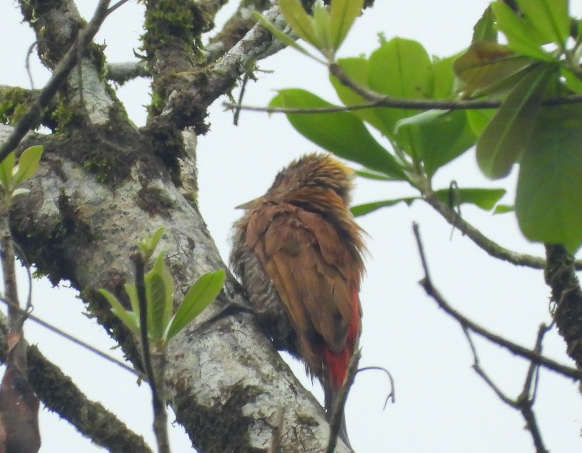 Red-rumped Woodpecker - ML617590223