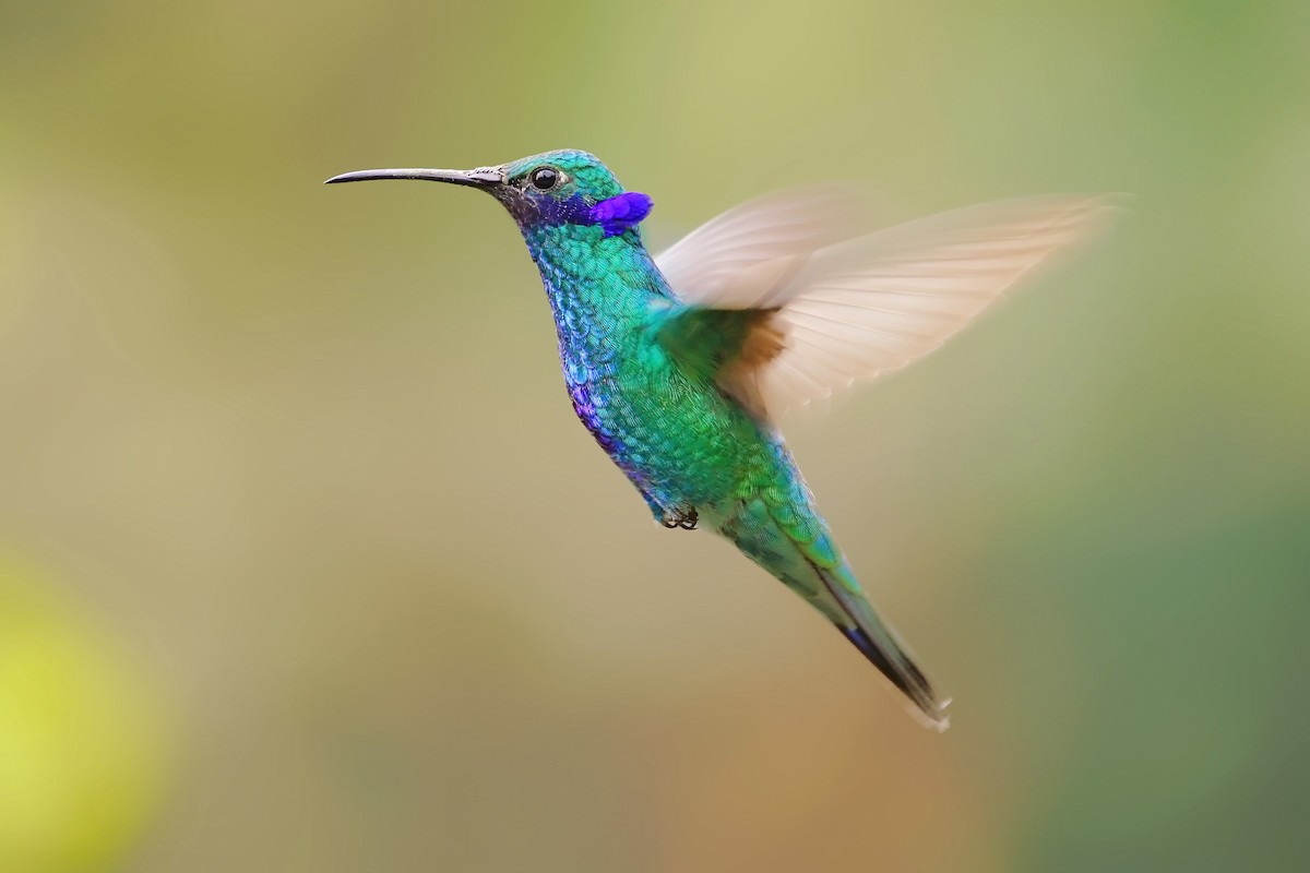 kolibřík modrolící - ML617590234