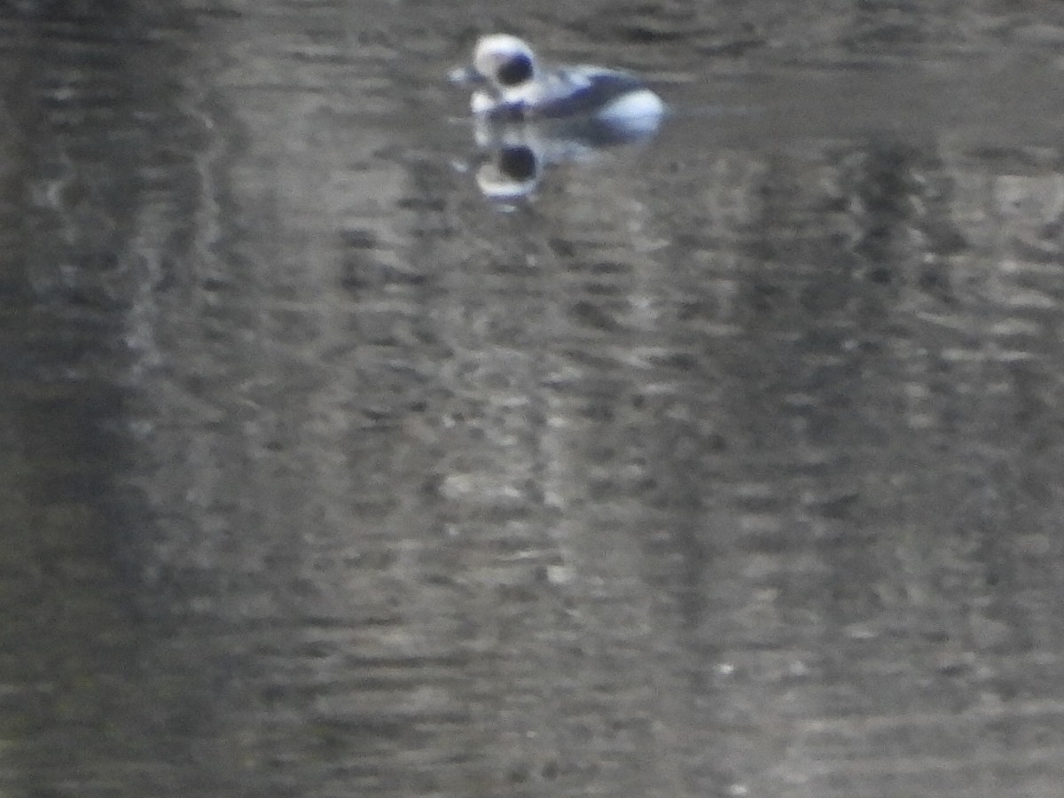 Long-tailed Duck - ML617590319