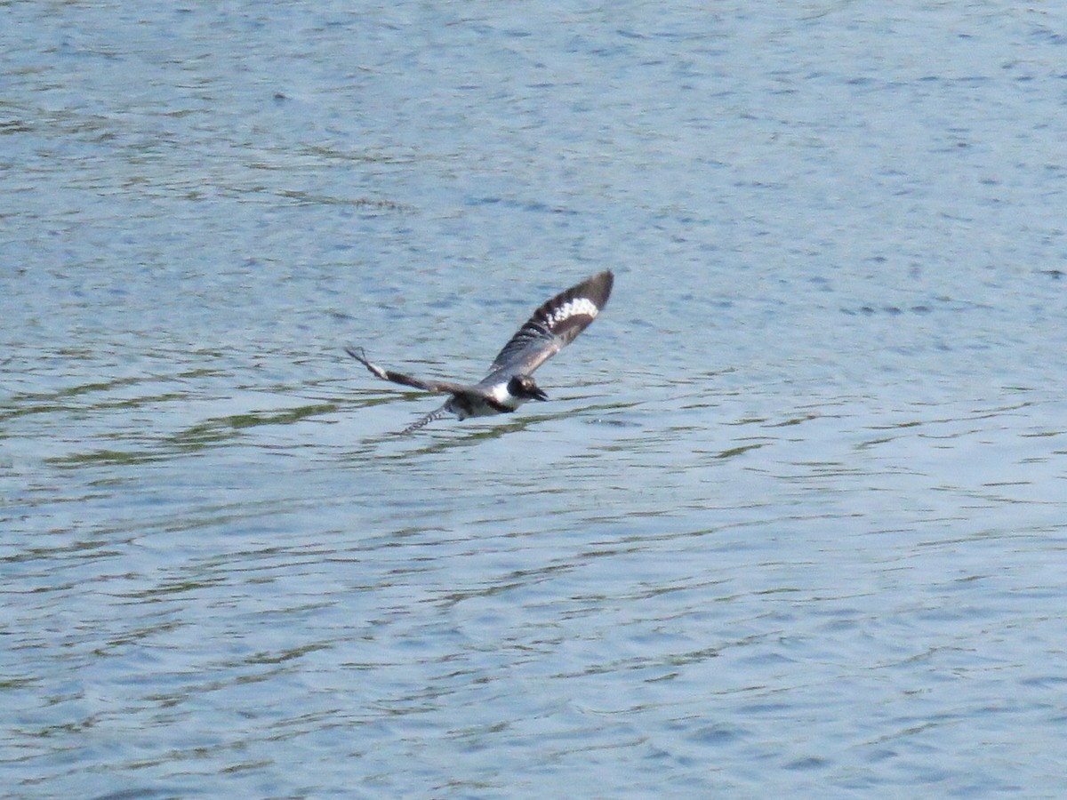 Belted Kingfisher - ML617590360