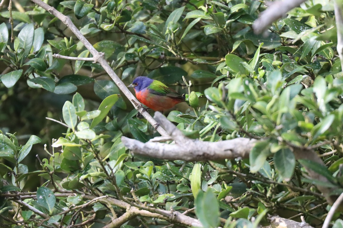 Painted Bunting - Michelle Cano 🦜