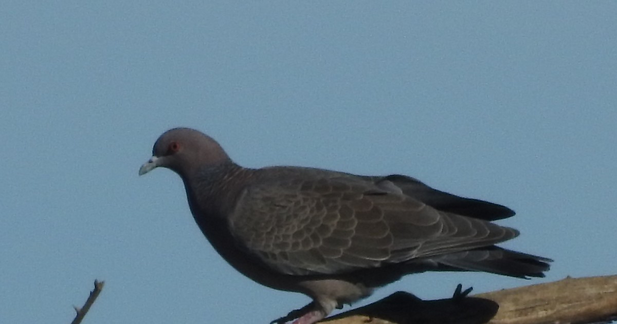 Picazuro Pigeon - ML617590397