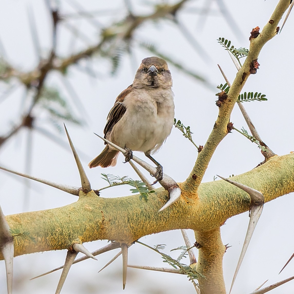 Kenya Rufous Sparrow - Gary Leavens