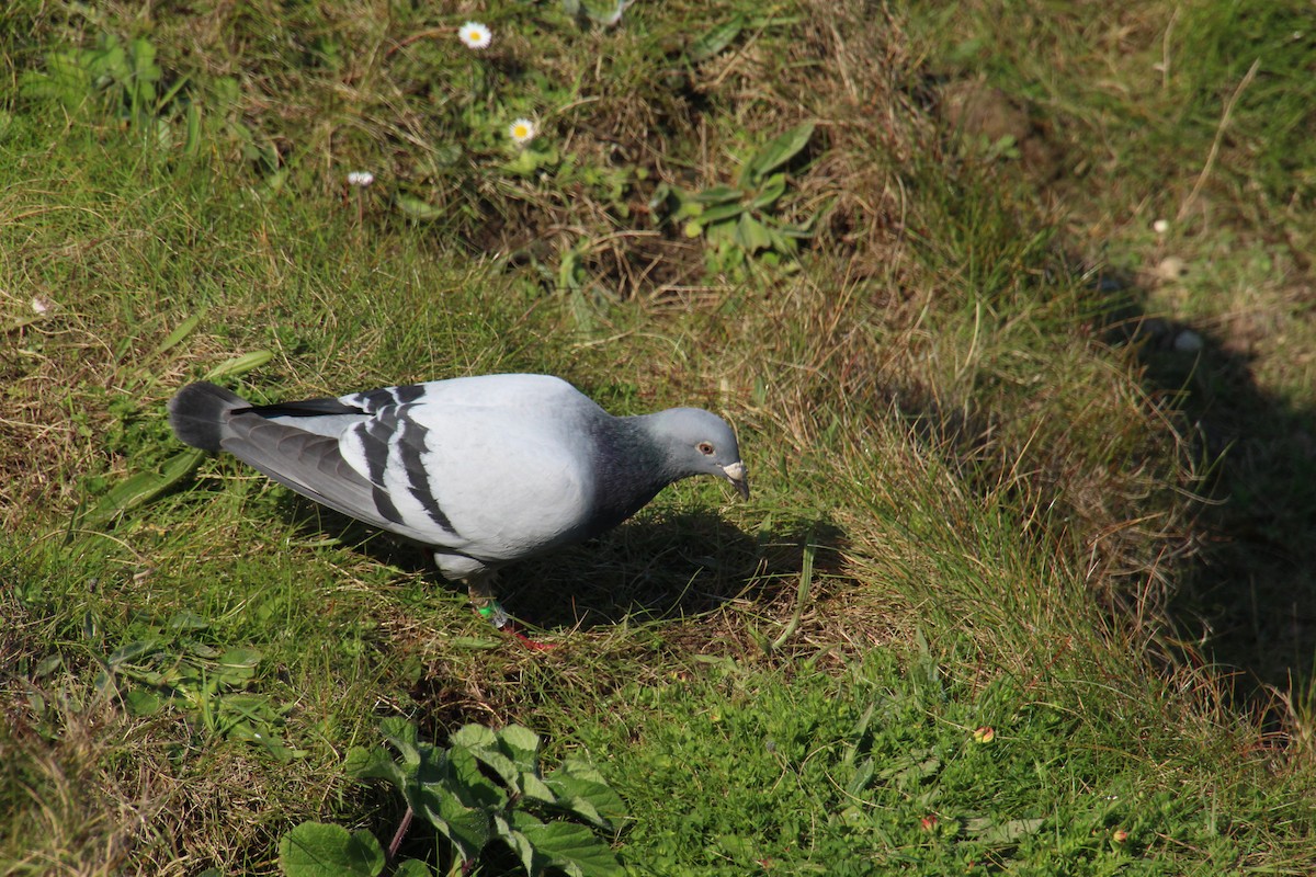 Rock Pigeon (Feral Pigeon) - ML617590413