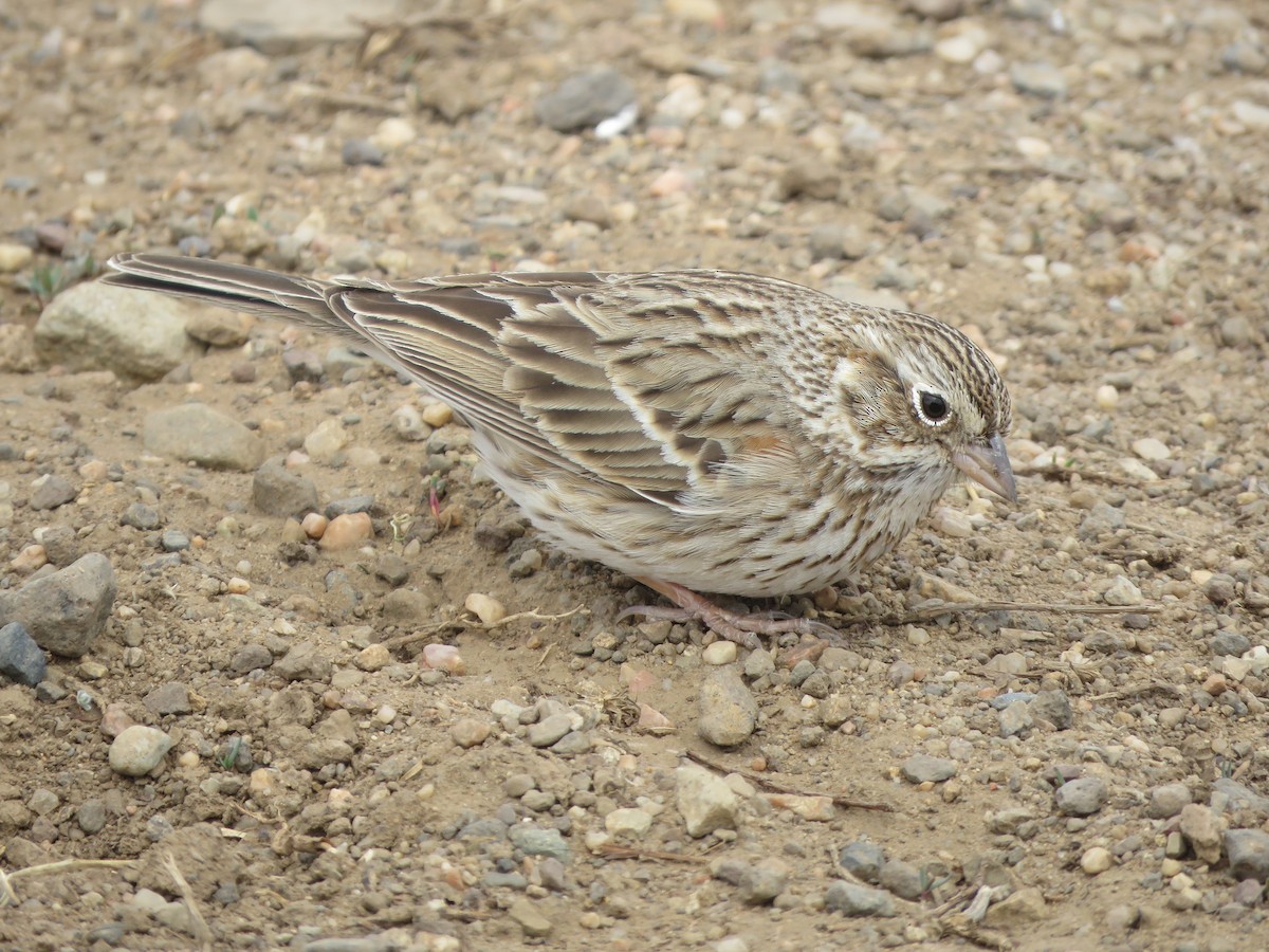 Vesper Sparrow - ML617590415