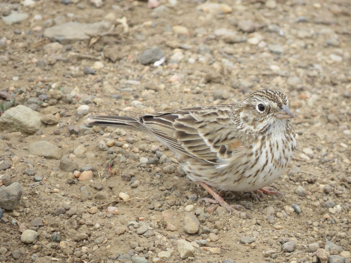 Vesper Sparrow - ML617590416