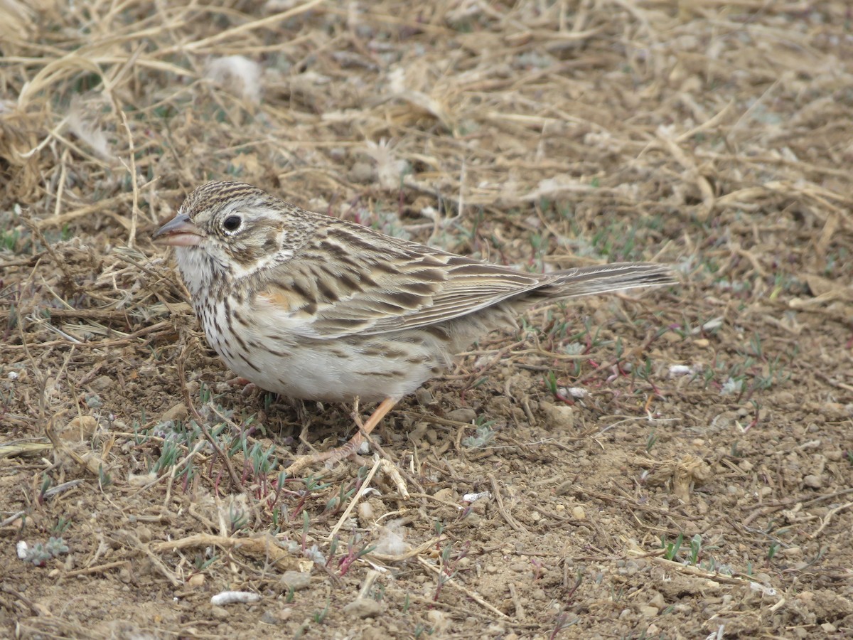Vesper Sparrow - ML617590417
