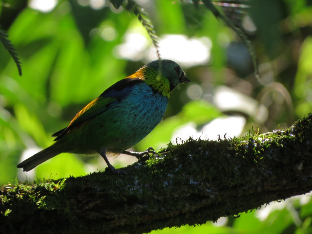 Green-headed Tanager - ML617590439