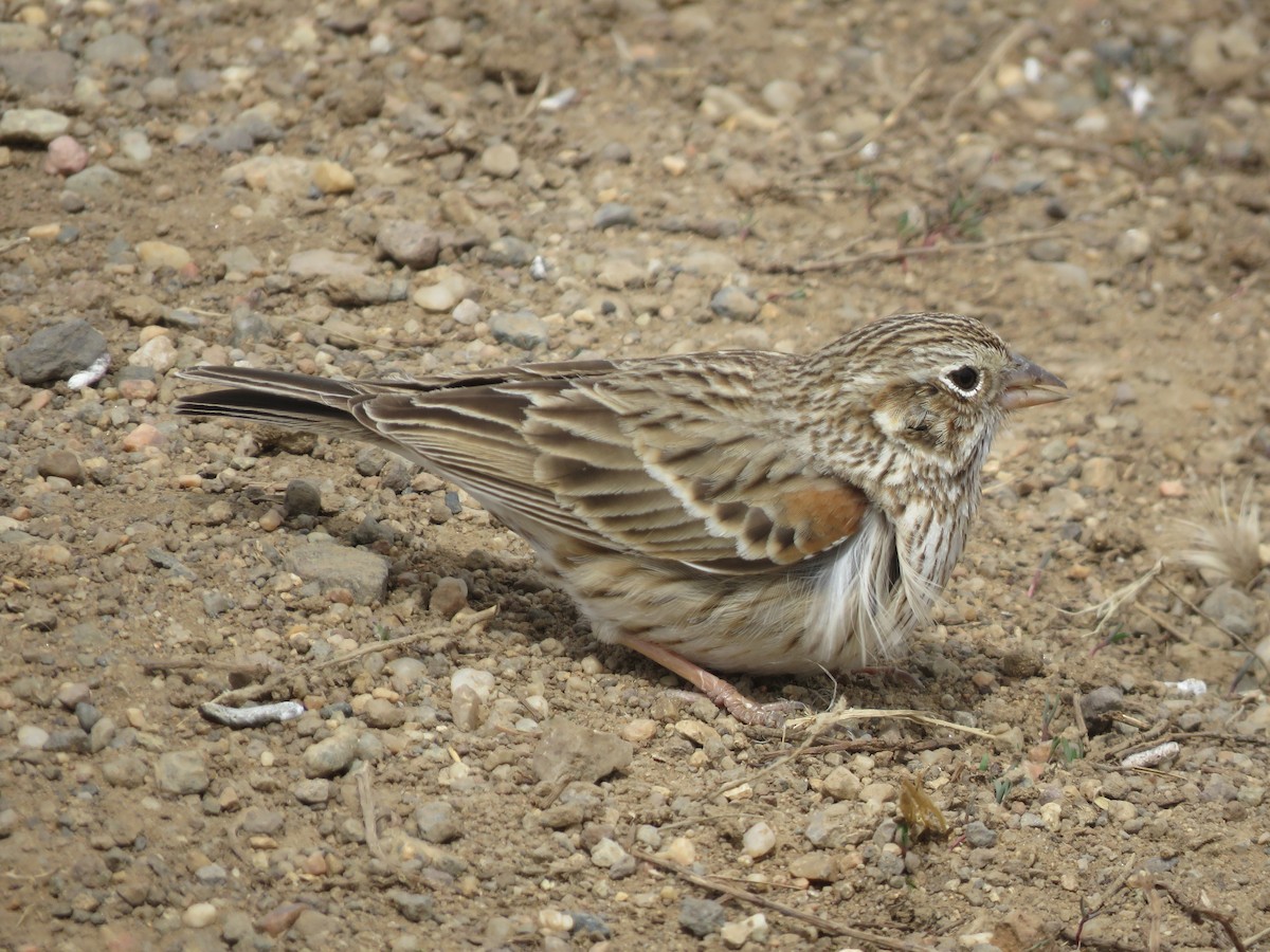Vesper Sparrow - Michael Britten