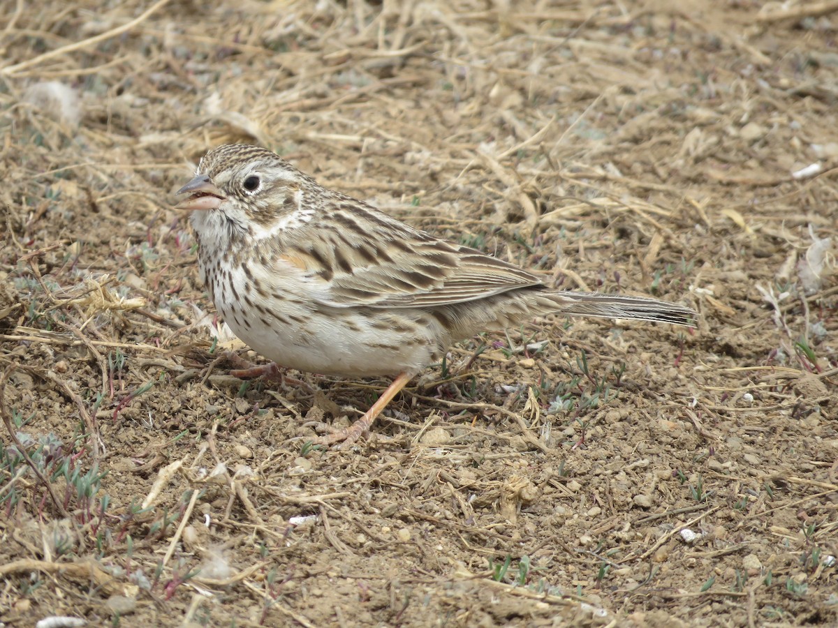 Vesper Sparrow - ML617590461