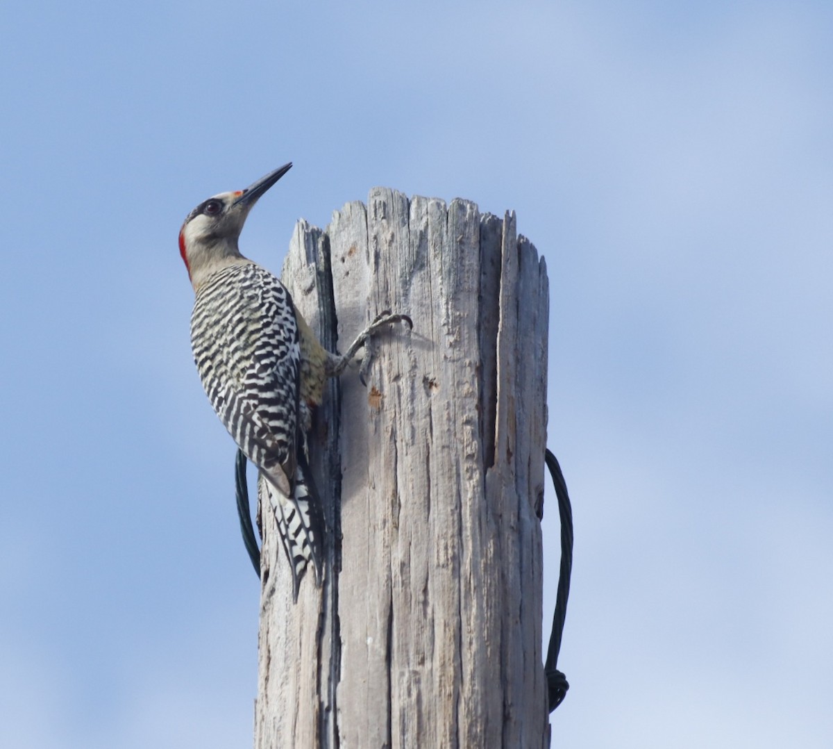 West Indian Woodpecker - ML617590548