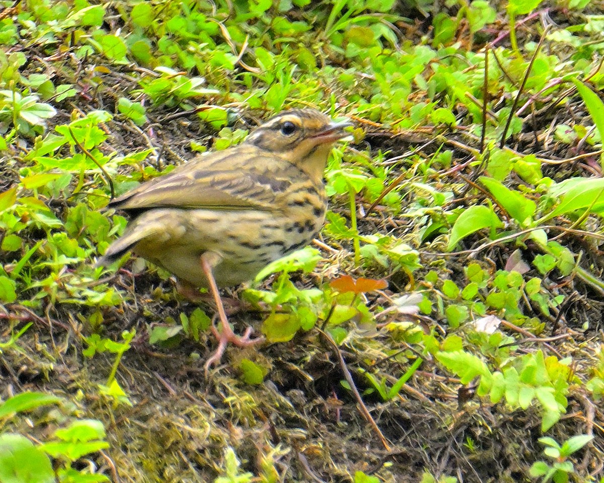 Olive-backed Pipit - ML617590671