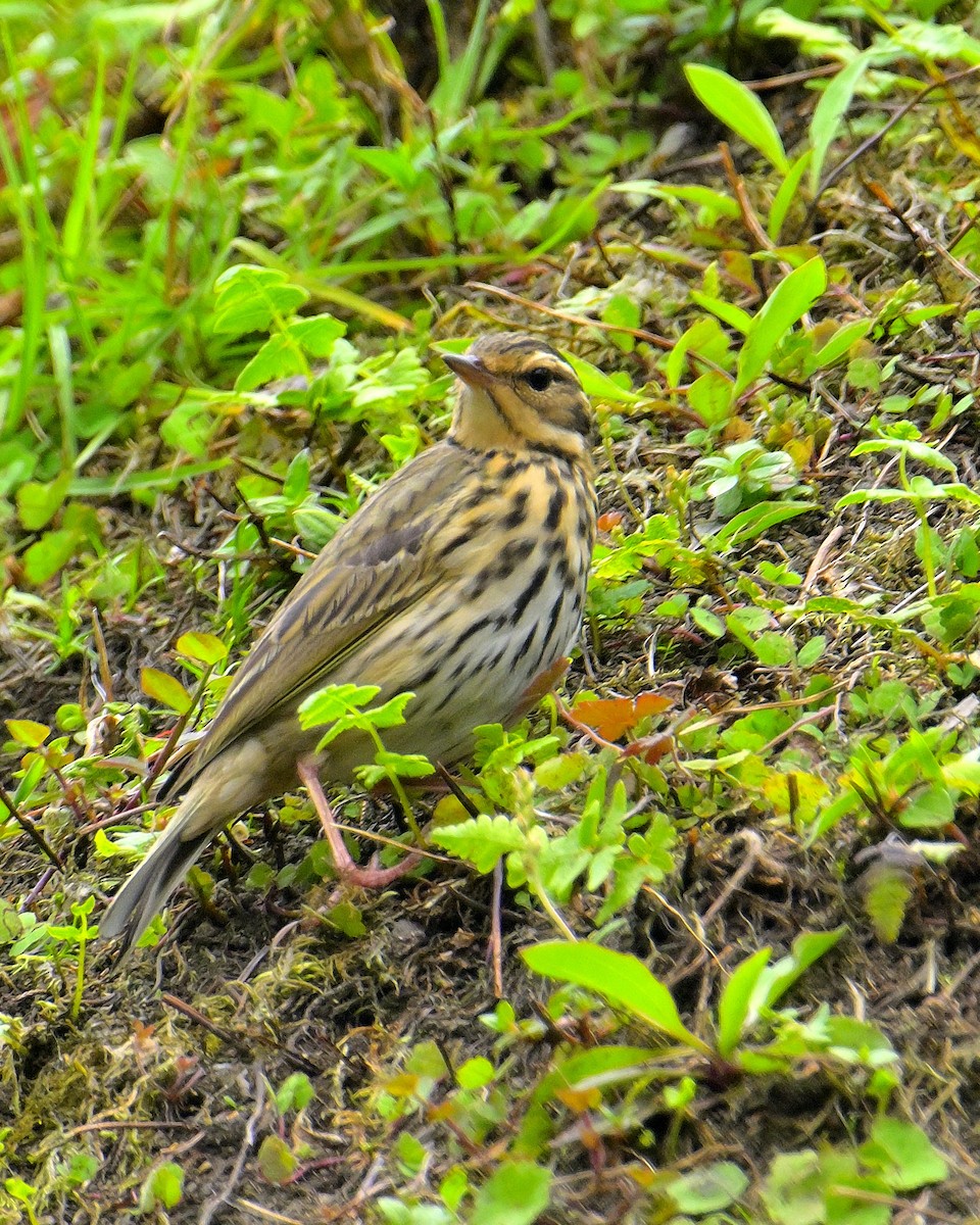 Olive-backed Pipit - ML617590672