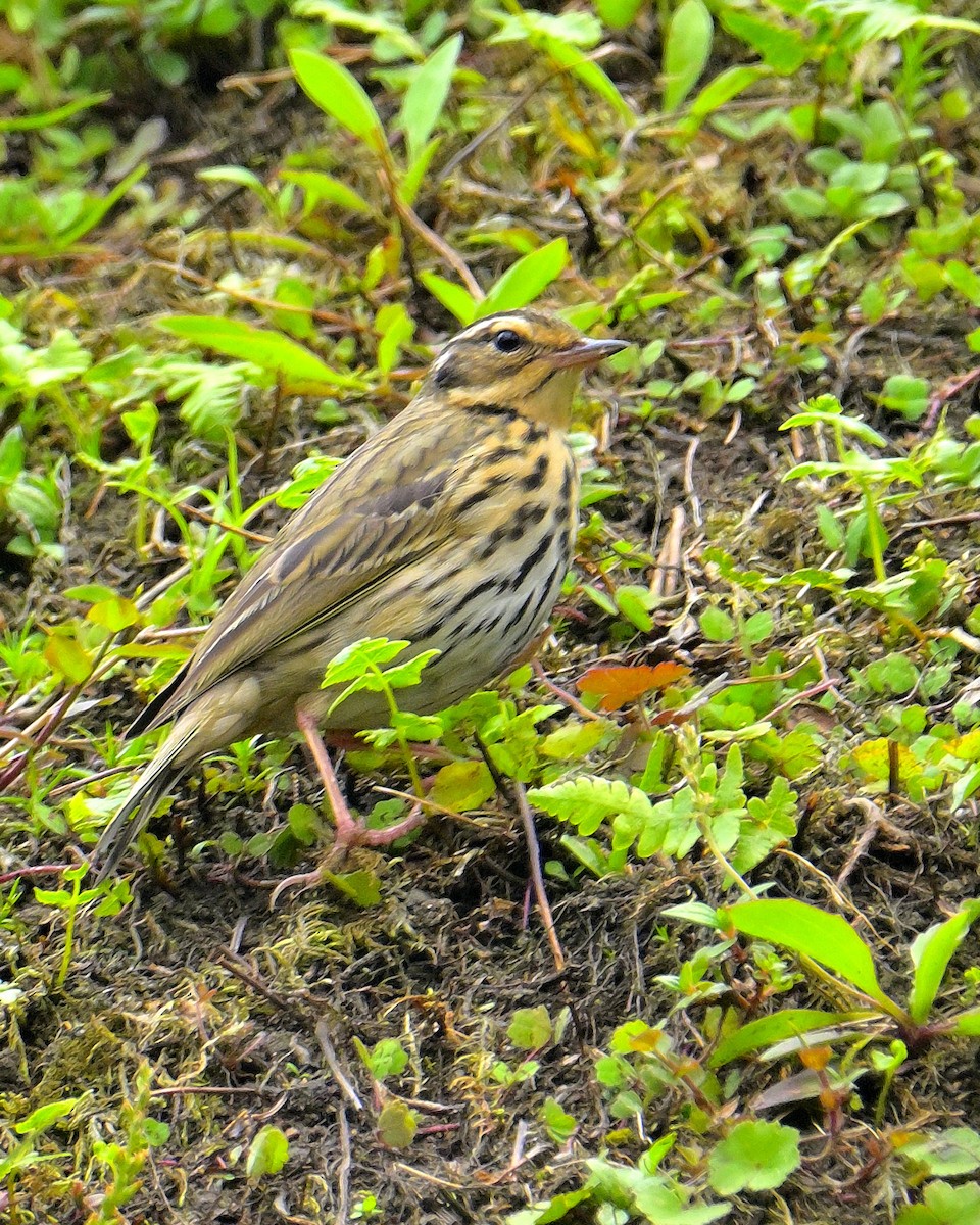 Olive-backed Pipit - ML617590673