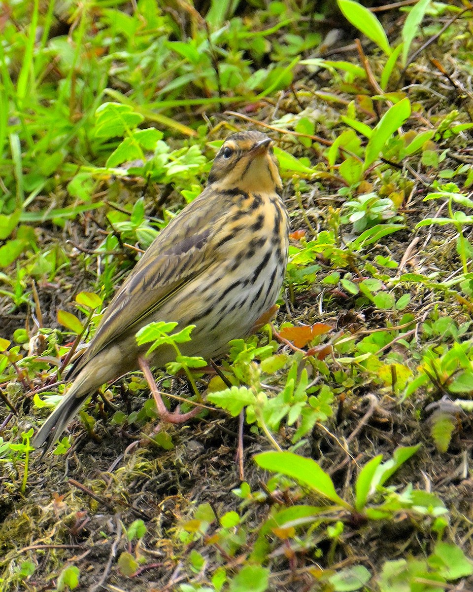 Olive-backed Pipit - ML617590674