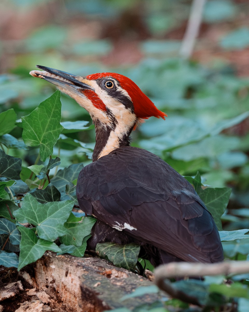 Pileated Woodpecker - Sheng Jiang