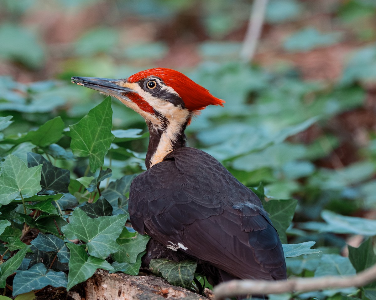 Pileated Woodpecker - Sheng Jiang