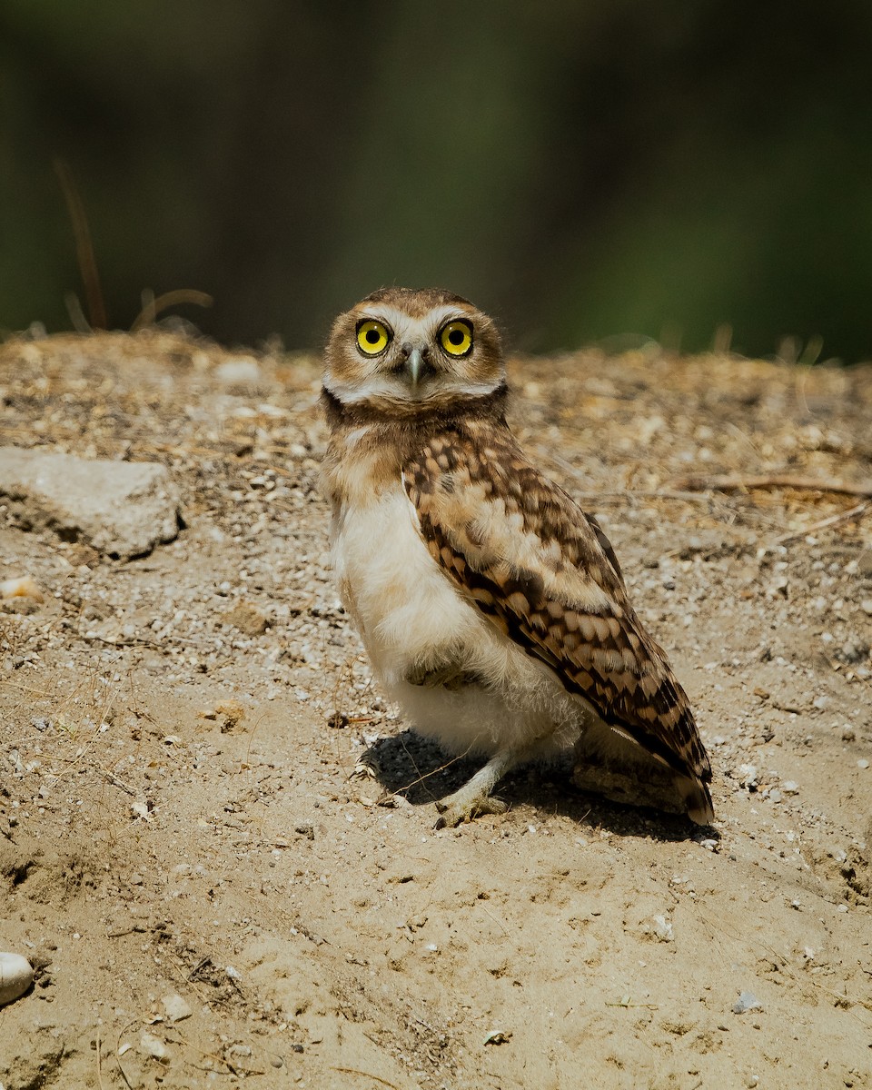 Burrowing Owl - Alexander Hugo Alvia Vilchez