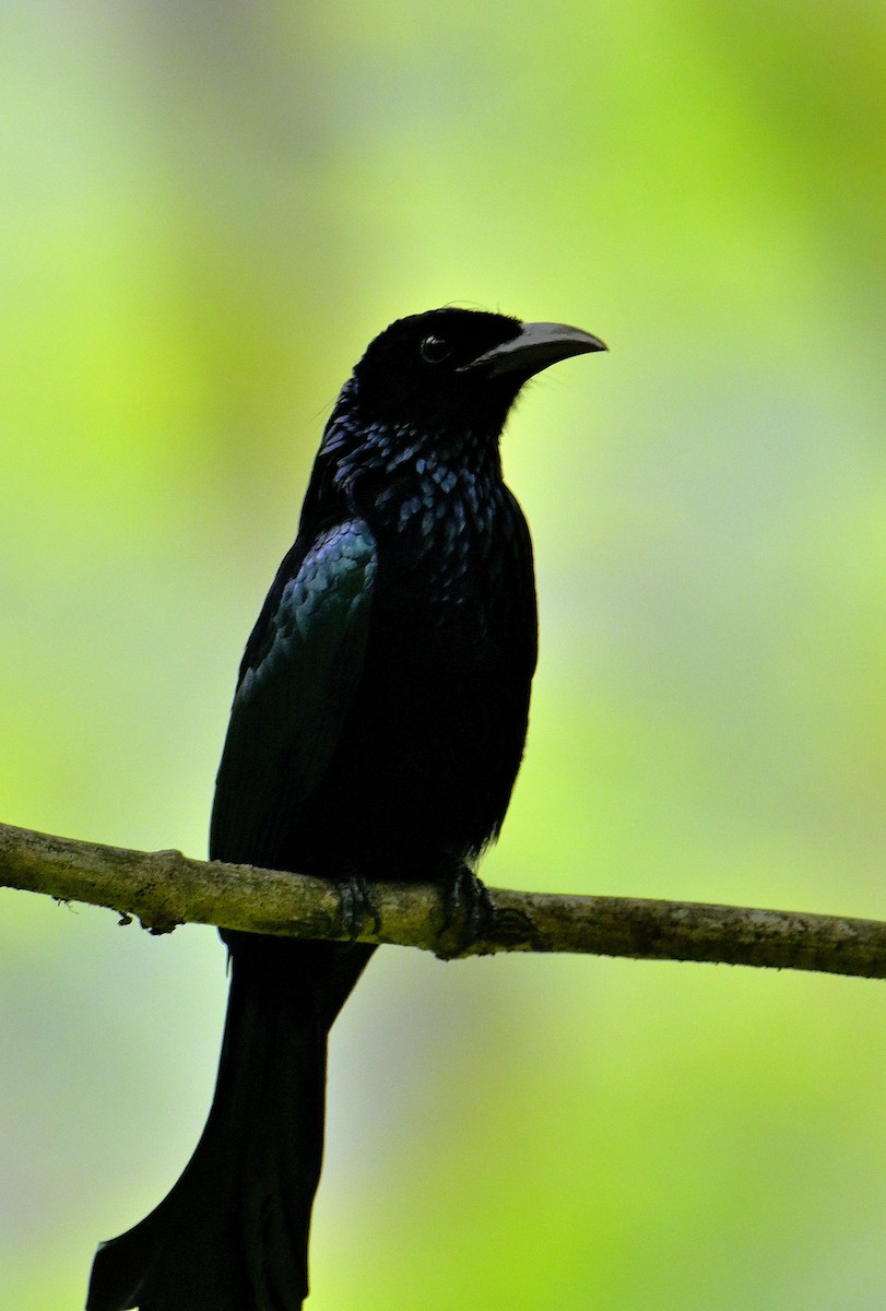 Hair-crested Drongo - ML617590743