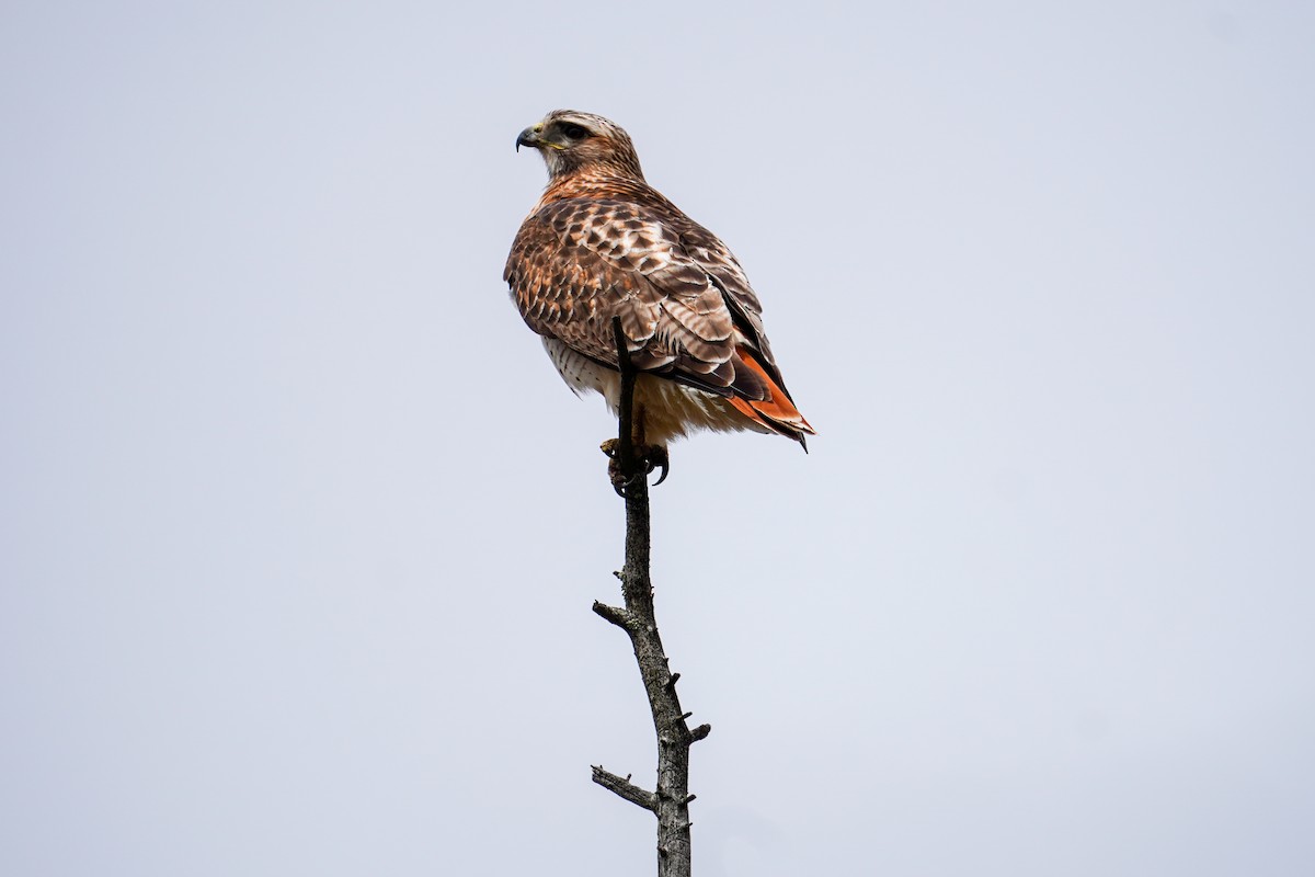 Red-tailed Hawk - ML617590749