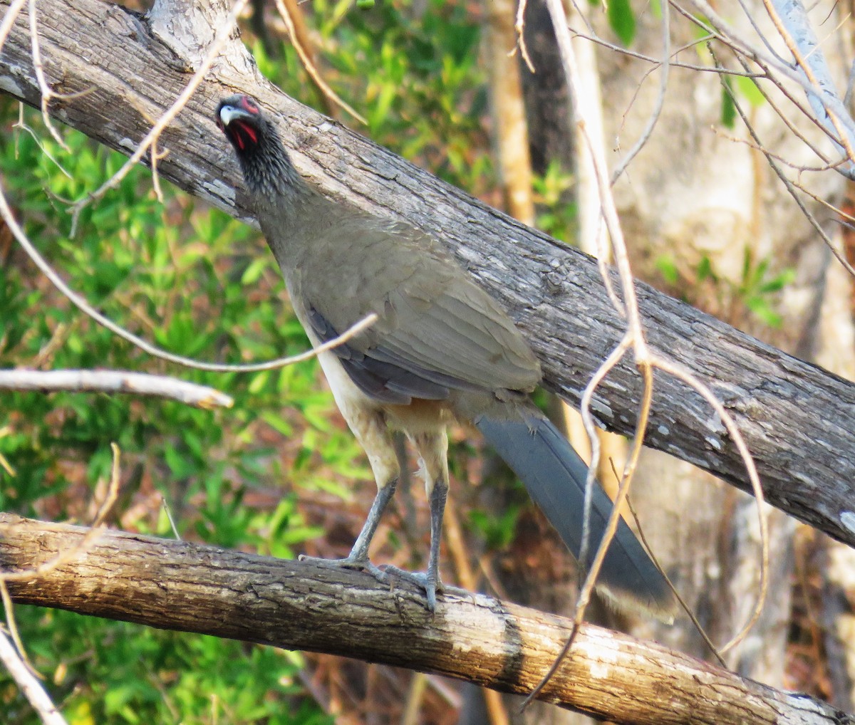 West Mexican Chachalaca - Michel Turcot